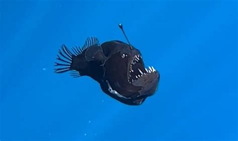 Expert reveals truth behind 'demon fish' that left Gen Z in tears.